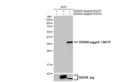 Invitrogen CNOT8 Recombinant Rabbit Monoclonal Antibody (HL2586) 100 &mu;L;