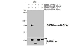 Invitrogen&trade;&nbsp;COL1A1 Recombinant Rabbit Monoclonal Antibody (HL3040)