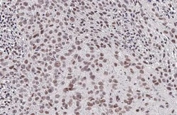 Invitrogen Phospho-CREB (Ser133) Recombinant Rabbit Monoclonal Antibody