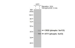 Invitrogen Phospho-CREB (Ser133) Recombinant Rabbit Monoclonal Antibody