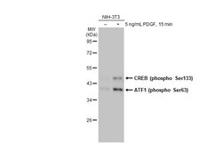 Invitrogen Phospho-CREB (Ser133) Recombinant Rabbit Monoclonal Antibody