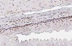 Invitrogen CREB Recombinant Rabbit Monoclonal Antibody (HL2880) 100 &mu;L;