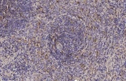 Invitrogen CTLA-4 Recombinant Rabbit Monoclonal Antibody (HL2732) 100 &mu;L;