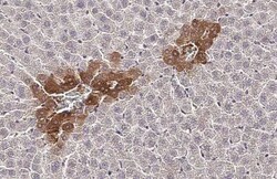 Invitrogen CXCR1 Recombinant Rabbit Monoclonal Antibody (HL2674) 100 &mu;L;