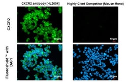 Invitrogen CXCR2 Recombinant Rabbit Monoclonal Antibody (HL2604) 100 &mu;L;