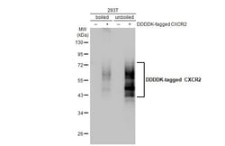 Invitrogen CXCR2 Recombinant Rabbit Monoclonal Antibody (HL2604) 100 &mu;L;