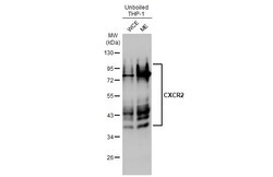 Invitrogen CXCR2 Recombinant Rabbit Monoclonal Antibody (HL2604) 100 &mu;L;