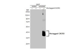 Invitrogen CXCR3 Recombinant Rabbit Monoclonal Antibody (HL2843) 100 &mu;L;