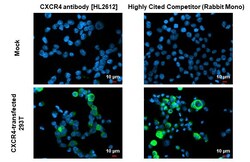 Invitrogen CXCR4 Recombinant Rabbit Monoclonal Antibody (HL2612) 100 &mu;L;