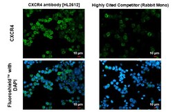 Invitrogen CXCR4 Recombinant Rabbit Monoclonal Antibody (HL2612) 100 &mu;L;