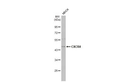 Invitrogen CXCR4 Recombinant Rabbit Monoclonal Antibody (HL2612) 100 &mu;L;