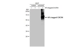 Invitrogen CXCR4 Recombinant Rabbit Monoclonal Antibody (HL2612) 100 &mu;L;