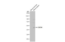 Invitrogen CXCR4 Recombinant Rabbit Monoclonal Antibody (HL2612) 100 &mu;L;