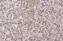 Invitrogen OPRD1 Recombinant Rabbit Monoclonal Antibody (HL2724) 100 &mu;L;