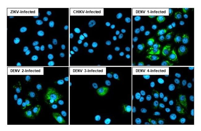 Invitrogen Dengue Virus Type 1-4 NS1 (Thailand/16681/1984) Recombinant ...