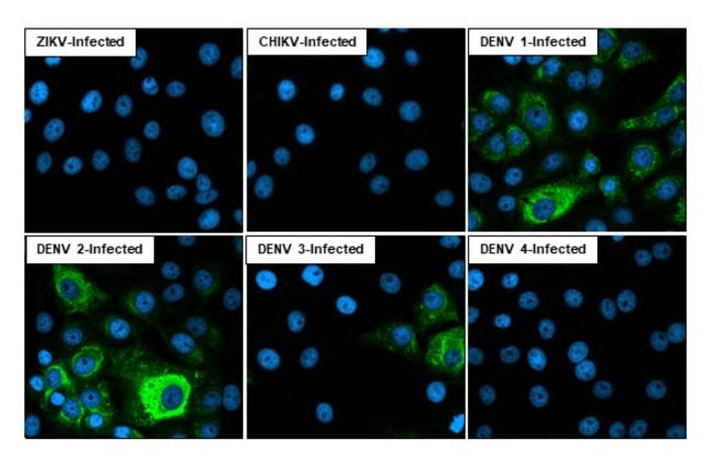 Invitrogen Dengue Virus Type 1-4 NS3 (Thailand/16681/1964) Recombinant ...