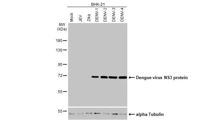 Invitrogen Dengue Virus Type 1-4 NS3 (Thailand/16681/1964) Recombinant ...