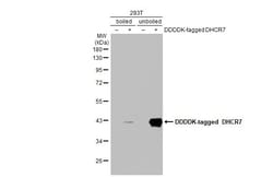 Invitrogen DHCR7 Recombinant Rabbit Monoclonal Antibody (HL2764) 100 &mu;L;