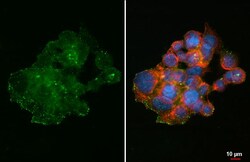 Invitrogen DMP4 Recombinant Rabbit Monoclonal Antibody (HL2677) 100 &mu;L;