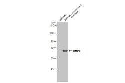 Invitrogen DMP4 Recombinant Rabbit Monoclonal Antibody (HL2677) 100 &mu;L;