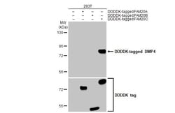 Invitrogen DMP4 Recombinant Rabbit Monoclonal Antibody (HL2677) 100 &mu;L;