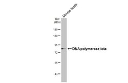 Invitrogen POLI Recombinant Rabbit Monoclonal Antibody (HL3115) 100 &mu;L;