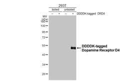 Invitrogen D4 Dopamine Receptor Recombinant Rabbit Monoclonal Antibody
