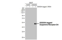 Invitrogen D4 Dopamine Receptor Recombinant Rabbit Monoclonal Antibody