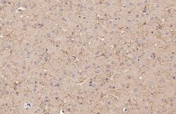 Invitrogen DRD5 Recombinant Rabbit Monoclonal Antibody (HL3081) 100 &mu;L;