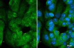 Invitrogen DUSP8 Recombinant Rabbit Monoclonal Antibody (HL2338) 100 &mu;L;