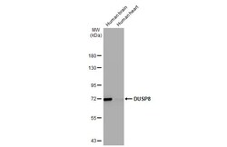 Invitrogen DUSP8 Recombinant Rabbit Monoclonal Antibody (HL2338) 100 &mu;L;