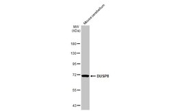 Invitrogen DUSP8 Recombinant Rabbit Monoclonal Antibody (HL2338) 100 &mu;L;