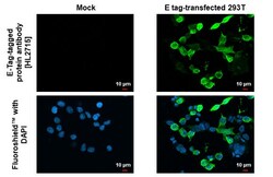 Invitrogen&trade;&nbsp;E Tag Recombinant Rabbit Monoclonal Antibody (HL2715)