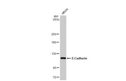 Invitrogen E-cadherin Recombinant Rabbit Monoclonal Antibody (HL1229) 100