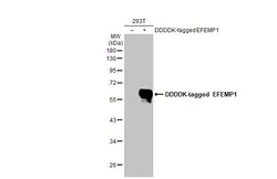 Invitrogen Fibulin 3 Recombinant Rabbit Monoclonal Antibody (HL2572) 100