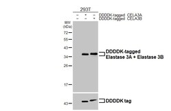Invitrogen Elastase 3A/3B Recombinant Rabbit Monoclonal Antibody (HL2882)
