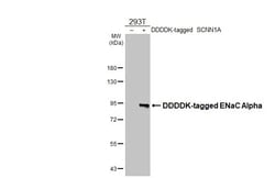 Invitrogen alpha-ENaC Recombinant Rabbit Monoclonal Antibody (HL2967) 100