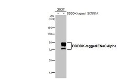 Invitrogen alpha-ENaC Recombinant Rabbit Monoclonal Antibody (HL3027) 100
