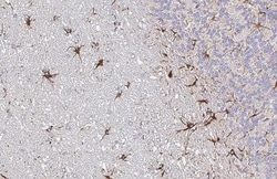 Invitrogen EphA3 Recombinant Rabbit Monoclonal Antibody (HL2651) 100 &mu;L;