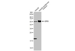 Invitrogen Epo Recombinant Rabbit Monoclonal Antibody (HL2752) 100 &mu;L;