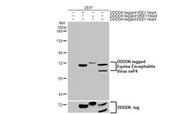 Invitrogen Venezuelan Equine Encephalitis Virus NSP4 Recombinant Rabbit