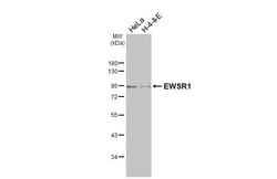 Invitrogen EWSR1 Recombinant Rabbit Monoclonal Antibody (HL3150) 100 &mu;L;