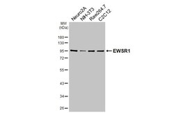 Invitrogen EWSR1 Recombinant Rabbit Monoclonal Antibody (HL3150) 100 &mu;L;