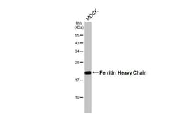 Invitrogen Ferritin Heavy Chain Recombinant Rabbit Monoclonal Antibody