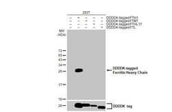 Invitrogen Ferritin Heavy Chain Recombinant Rabbit Monoclonal Antibody