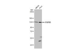 Invitrogen FGFR3 Recombinant Rabbit Monoclonal Antibody (HL1595) 100 &mu;L;