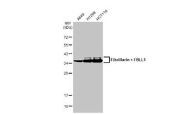Invitrogen Fibrillarin/FBLL1 Recombinant Rabbit Monoclonal Antibody (HL2588)