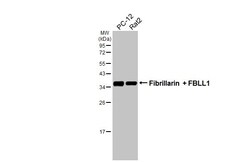 Invitrogen Fibrillarin/FBLL1 Recombinant Rabbit Monoclonal Antibody (HL2588)
