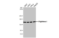 Invitrogen FLII Recombinant Rabbit Monoclonal Antibody (HL2965) 100 &mu;L;