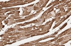 Invitrogen FLII Recombinant Rabbit Monoclonal Antibody (HL2966) 100 &mu;L;